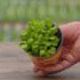 Lettuce – Buttercrunch – 4″ Pot